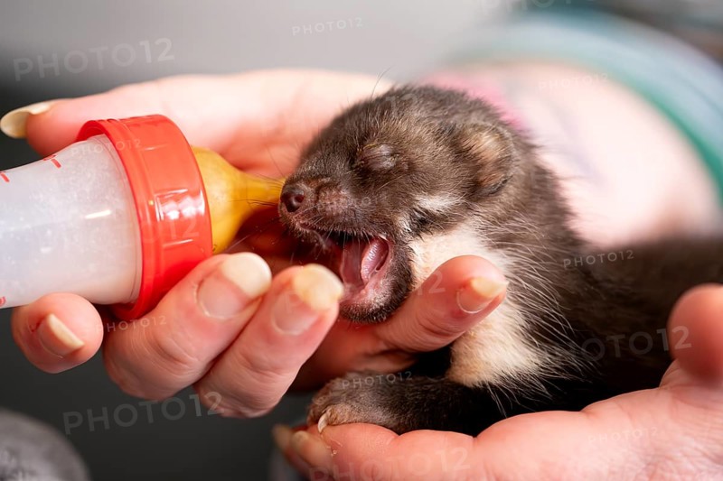 Beech marten (Martes foina), practical animal welfare, young animal receives milk with a bottle in a wildlife rescue centre, North Rhine-Westphalia, Germany, Europe