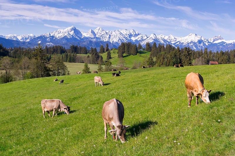 Dairy cows on a pasture, snow-covered mountains, hiking area, forest, trees, Allgaeu Alps, near Fuessen, Buching, Ostallgaeu, Allgaeu, Bavaria, Germany, Europe