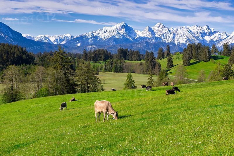 Dairy cows on a pasture, snow-covered mountains, hiking area, forest, trees, Allgaeu Alps, near Fuessen, Buching, Ostallgaeu, Allgaeu, Bavaria, Germany, Europe