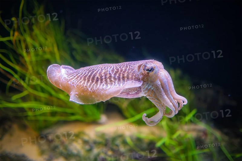 The Common (European) Cuttlefish (Sepia officinalis) underwater in sea, cephalopod, related to squid and octopus