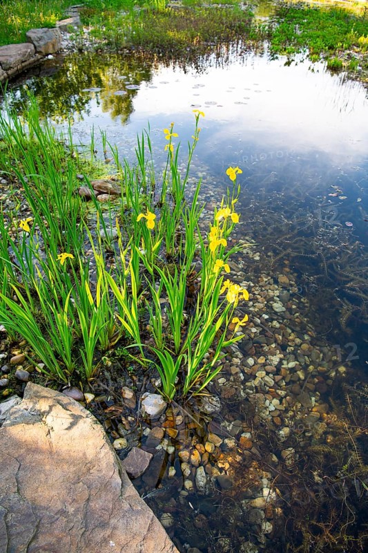Yellow iris (Iris pseudacorus), by a pond in a natural garden, practical nature conservation, biotope for insects, amphibians and birds, swimming pond with near-natural water edge design, Germany, Europe