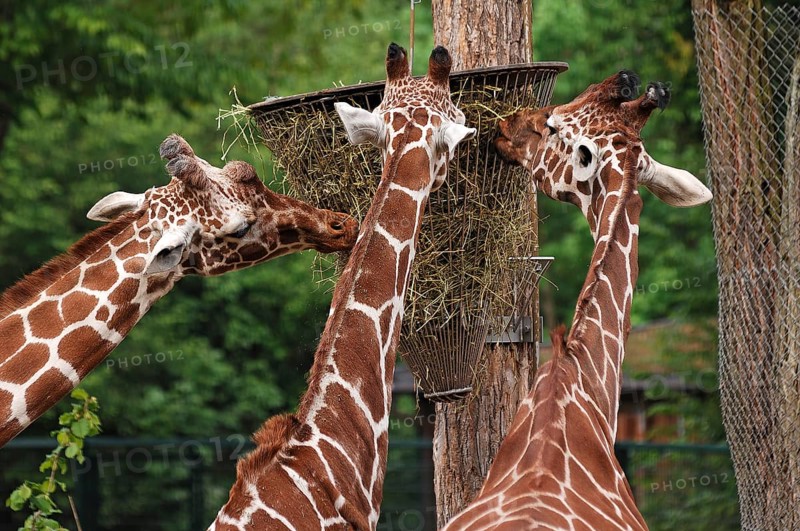 Three reticulated giraffes, Giraffa camelopardalis reticulata, eating from a basket hanging high in the Nuremberg Zoo, Am Tiergarten 30, Nuremberg, Middle Franconia, Bavaria, Germany, Europe