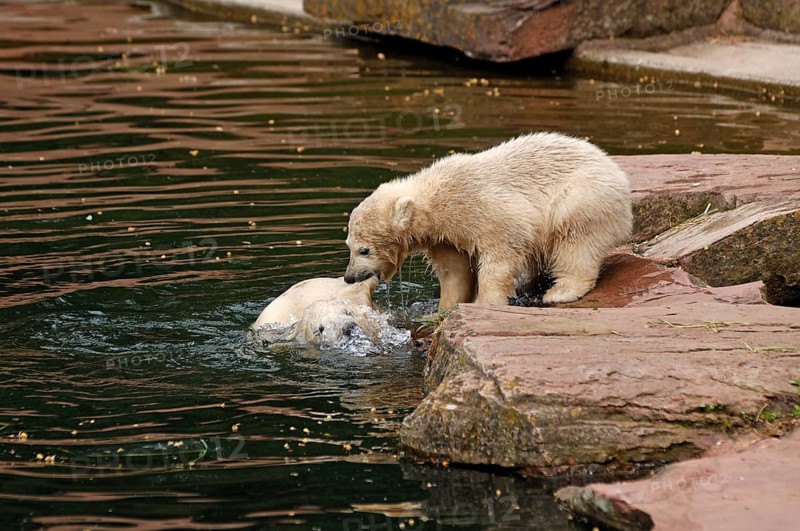 Two small polar bears (Ursus maritimus) playing by the water, Nuremberg Zoo, Am Tiergarten 30, Nuremberg, Middle Franconia, Bavaria, Germany, Europe