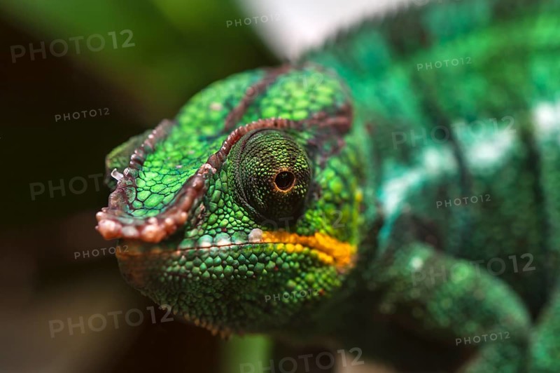 Panther Chameleon, terrarium in the Nuremberg Zoo, Nuremberg, Middle Franconia, Bavaria, Germany, Europe