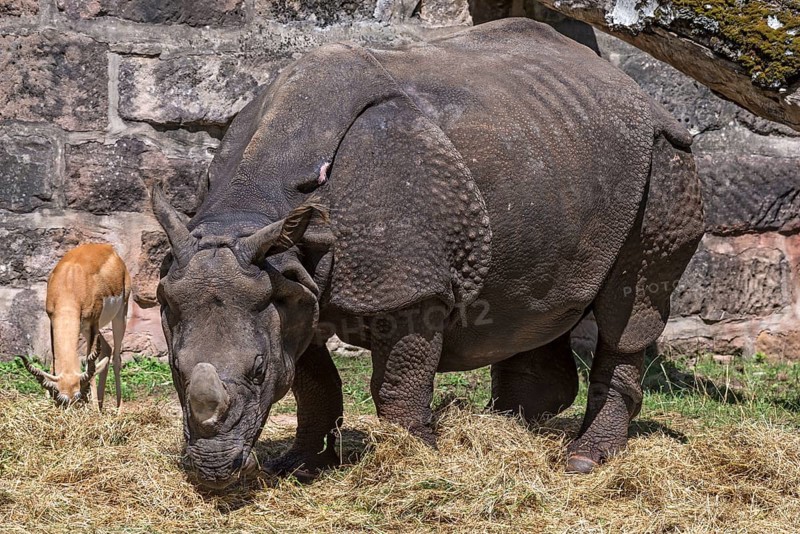 Indian rhinoceros (Rhinoceros unicornis) and blackbuck (Antilope cervicapra) feeding in an enclosure, Nuremberg Zoo, Middle Franconia, Bavaria, Germany, Europe