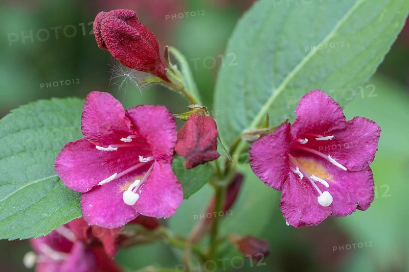 Weigelas (Weigela), flowers, Emsland, Lower Saxony, Germany, Europe