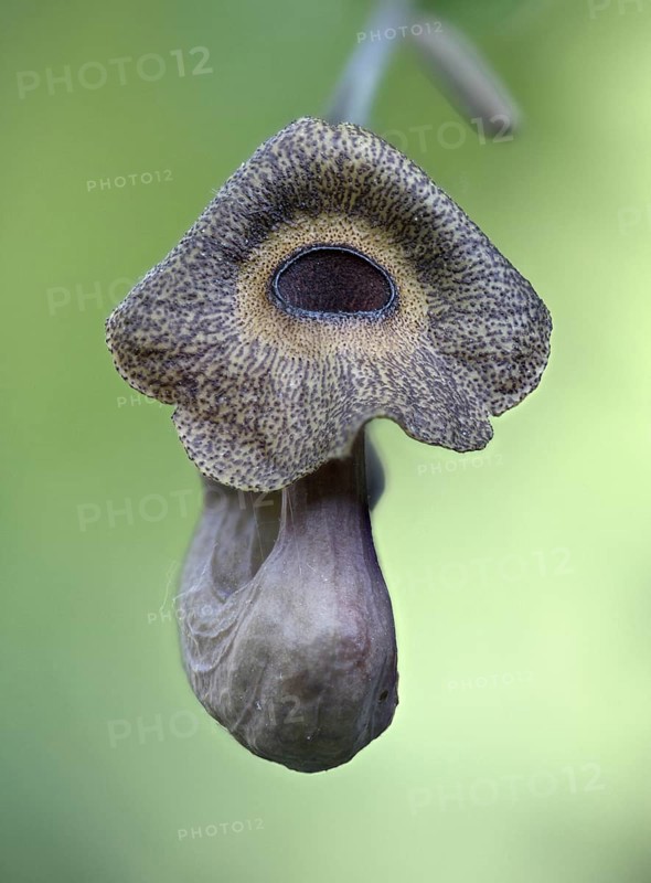 Dutchman's pipe (Aristolochia macrophylla), flower, Emsland, Lower Saxony, Germany, Europe