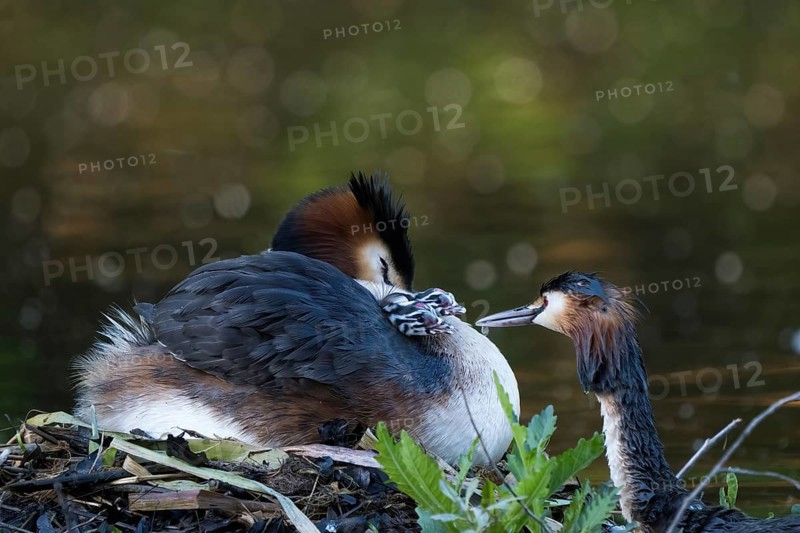 A resting great crested grebe (Podiceps ribbonfish) on the nest with two chicks, feeding scene, partner offering fish, Hesse, Germany, Europe