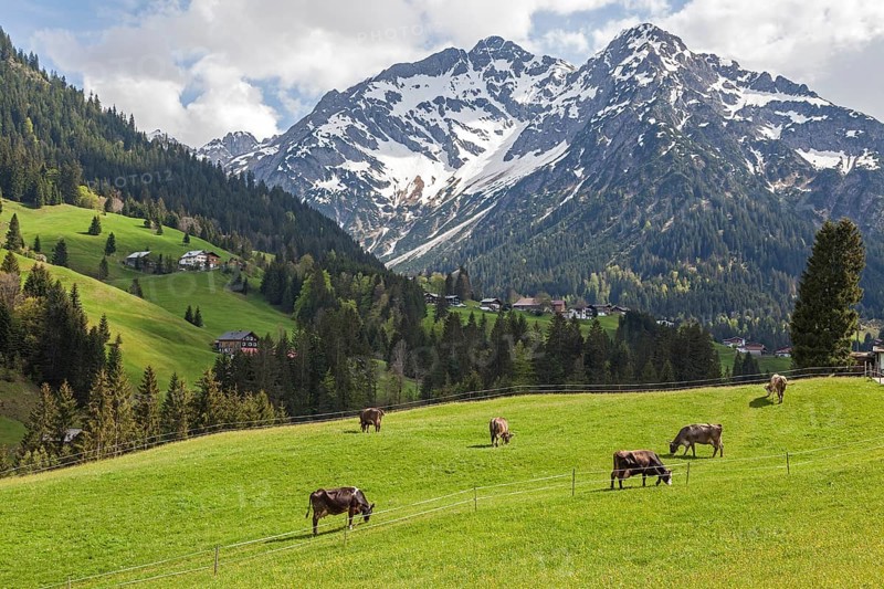 Landscape with meadows and cows, behind Widderstein and Kleiner Widderstein, near Mittelberg, Kleinwalsertal, Vorarlberg, Austria, Europe