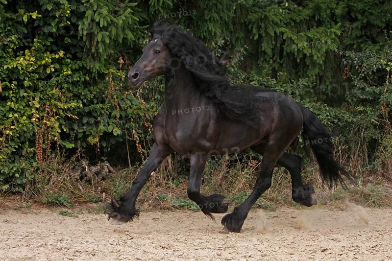Friesian, Friesian horse