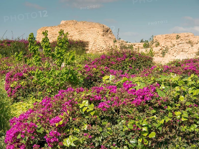 Blooming purple bushes and green plants in front of ancient ruins in sunny weather, Purple flowers green plants in front of historical ruins and blue sky, Tunis, Tunisia, Africa