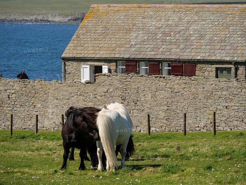 Two ponies feeding in a pasture in front of a stone wall with a farmhouse by the sea, close up view of black and white horses in front of a stone house in a meadow by the blue sea, Lerwick, shetland, Scotland, United Kingdom, Europe