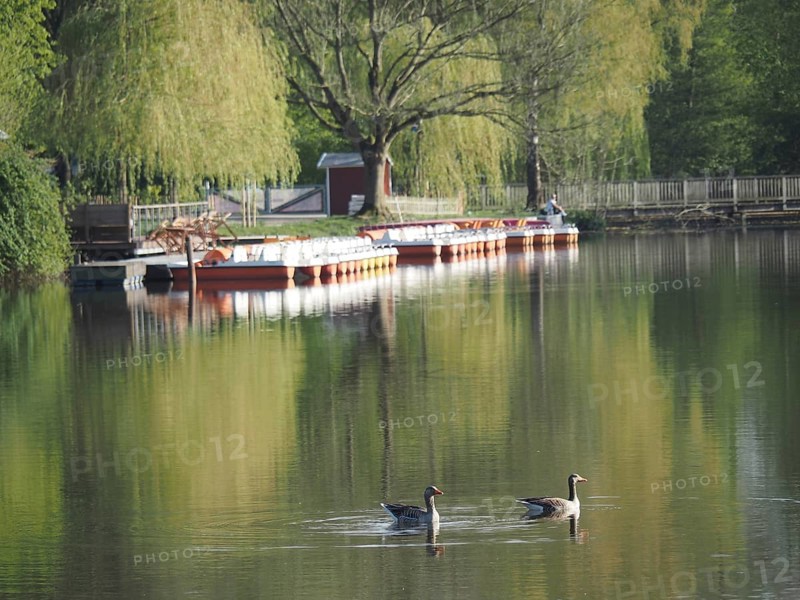 Two ducks swimming in a quiet lake, along a pier with boats and a large tree in spring landscape, rowing boats and pedal boats at a small wooden jetty in the lake surrounded by trees, Borken Germany