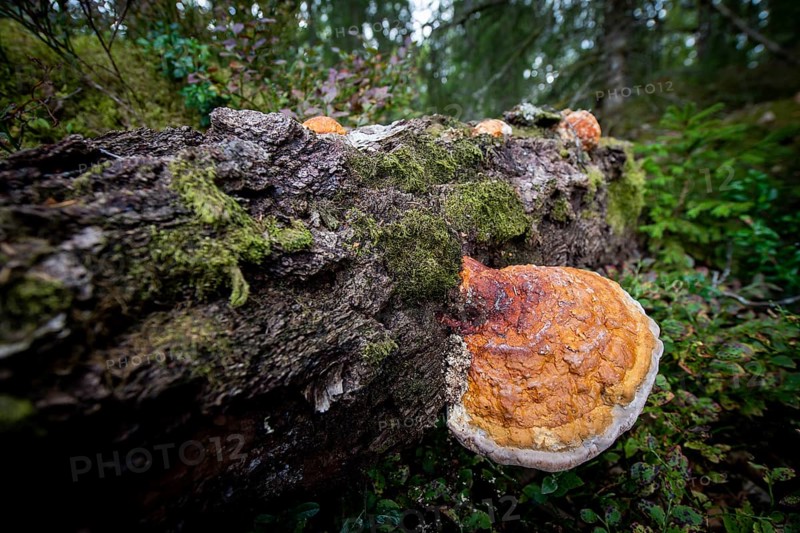 Tree sponge, mossy tree trunk lying on the ground, Sweden, Europe