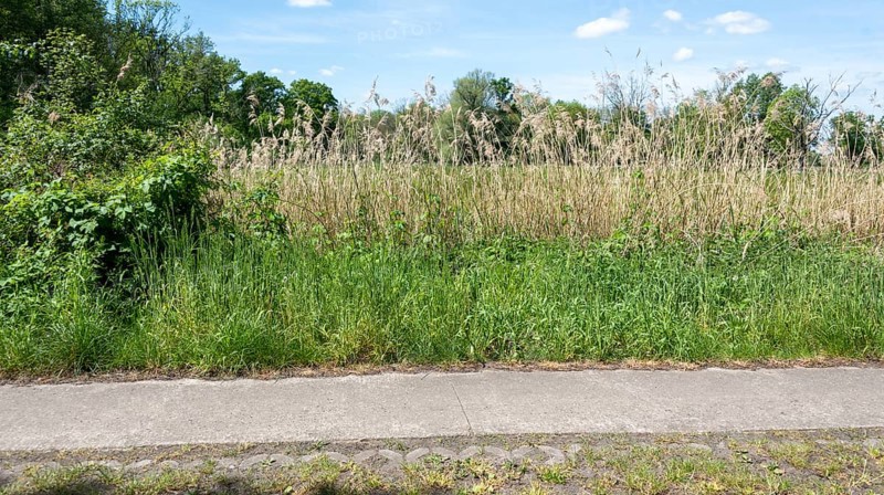 Roadside with tall grass and wild plants next to a flagstone path, flowering strip, field edge, Droemling Biosphere Reserve, Mannhausen, Saxony-Anhalt, Germany, Europe