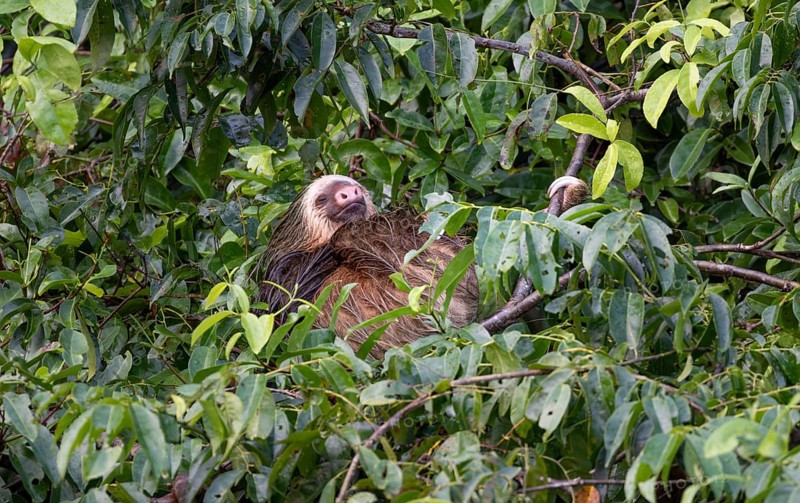 Linnaeus's two-toed sloth (Choloepus didactylus) sleeping between branches in a tree, Tortuguero Natinoal Park, Costa Rica, Central America