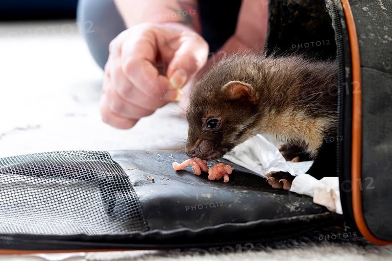 Beech marten (Martes foina), practical animal welfare, young animal gets its first food in a transport box in a wildlife rescue centre, North Rhine-Westphalia, Germany, Europe