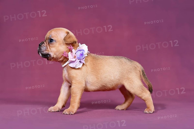 Four weeks young red fawn French Bulldog puppy with healthy long nose and tail
