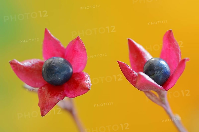 Japanese clerodendrum or Chinese clerodendrum (Clerodendrum trichotomum), fruiting stem, native to Asia, ornamental plant