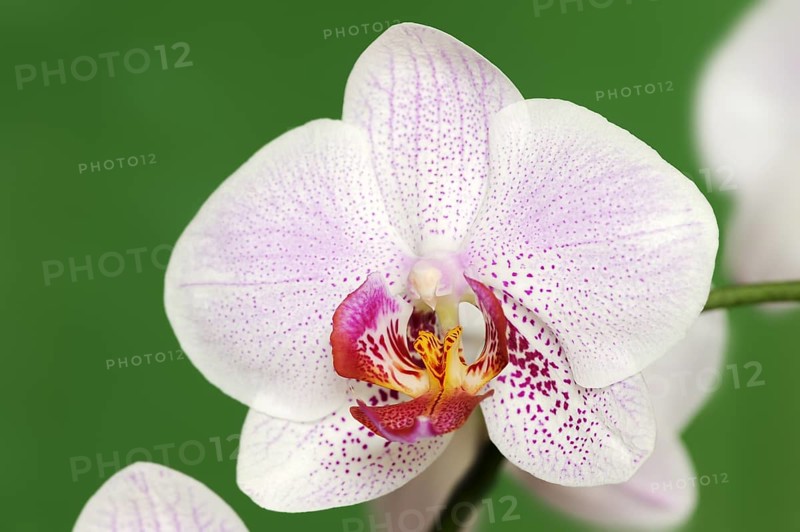 Butterfly orchid (Phalaenopsis), flower, houseplant, North Rhine-Westphalia, Germany, Europe
