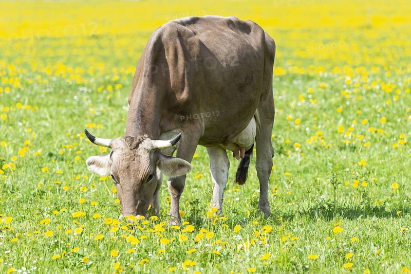 Allgaeu Brown Swiss cattle (Bos primigenius taurus), Allgaeu, Bavaria, Germany, Europe