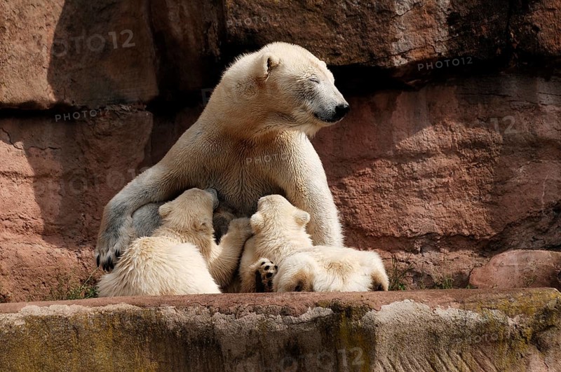 Polar bear mother suckling her two young polar bears, Ursus maritimus, Nuremberg Zoo, Am Tiergarten 30, Nuremberg, Middle Franconia, Bavaria, Germany, Europe