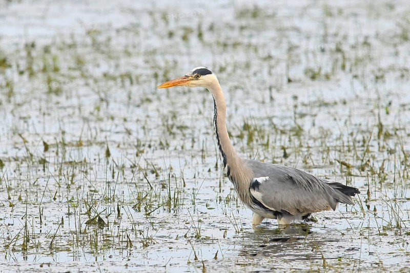 Grey heron (Ardea cinerea) foraging in wet meadow, spring, wildlife, Huede, Ochsen Moor, Duemmer nature park Park, Lower Saxony, Germany, Europe