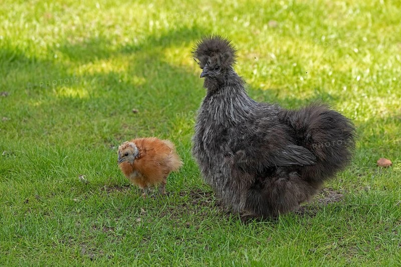 Silkie hen with chicks, Wittorf, Samtgemeinde Bardowick, Lower Saxony, Germany, Europe