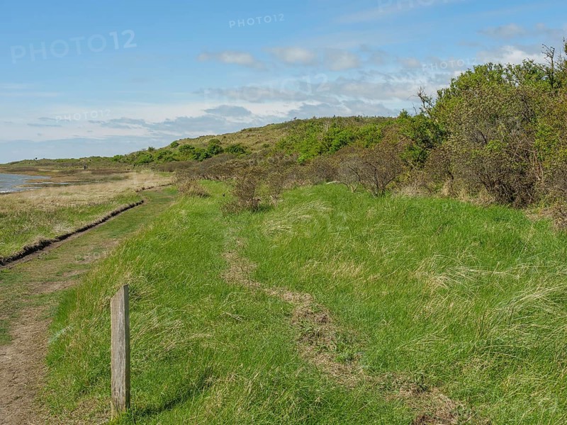 Green landscape with bushes and a natural path along the coast under a cloudy sky, dune and hiking trails on the Wadden Sea, clouds in the sky, nes, ameland, the netherlands