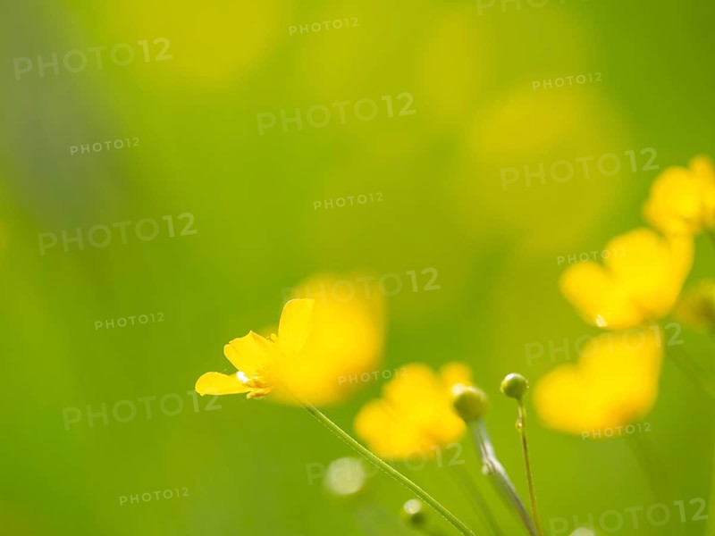Meadow with tall buttercups (Ranunculus acris), buttercup, common buttercup, near Irdning, Ennstal, Styria, Austria, Europe