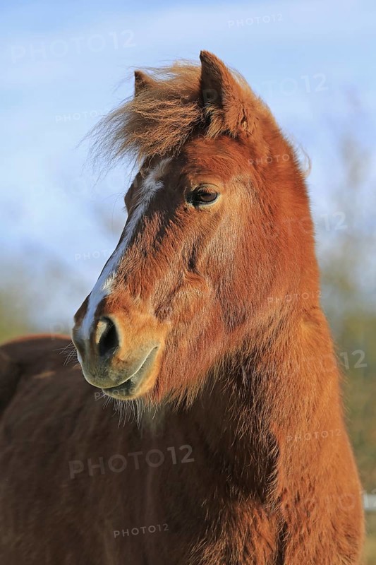 Icelander, Icelandic horse, Portrait