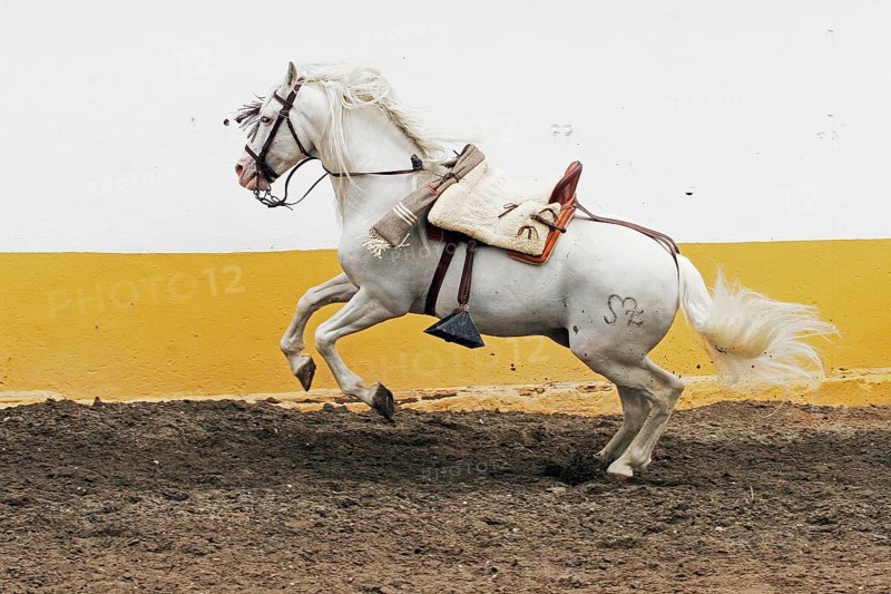 Andalusian, Andalusian horse, Antequera, Andalusia, Spain, saddled, Europe