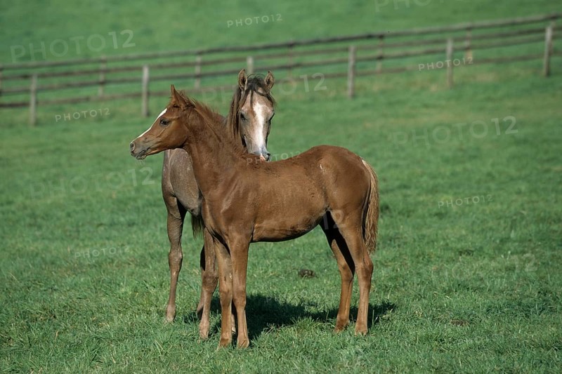 Arabian, Horse, Foal