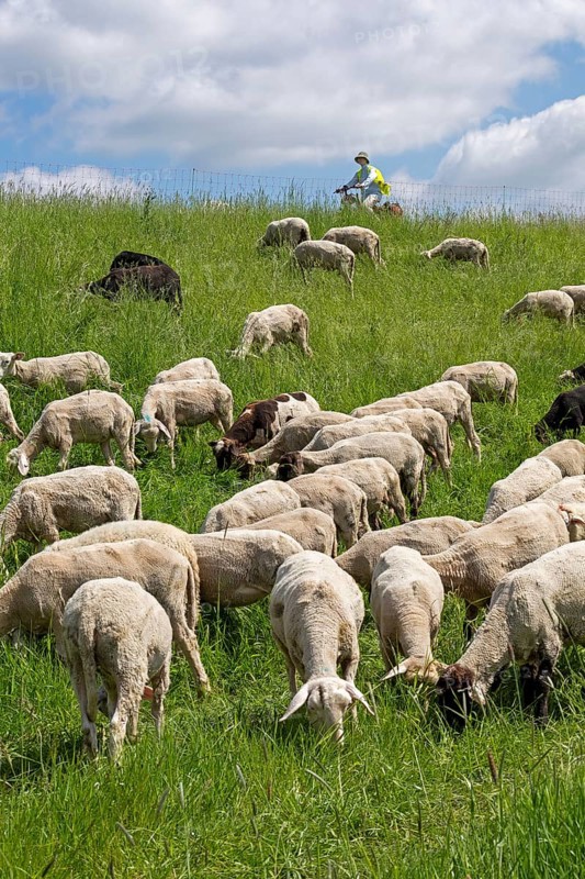Sheep grazing on the dyke, cyclist, Elbe cycle path near Boizenburg, Mecklenburg-Western Pomerania, Germany, Europe