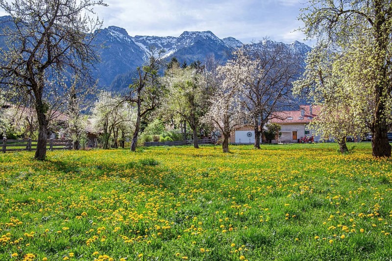 Spring meadow with blossoming trees in the village in front of Hohe Kisten 1922m in the Estergebirge, Eschenlohe, Loisachtal, Das Blaue Land, Upper Bavaria, Bavaria, Germany, Europe