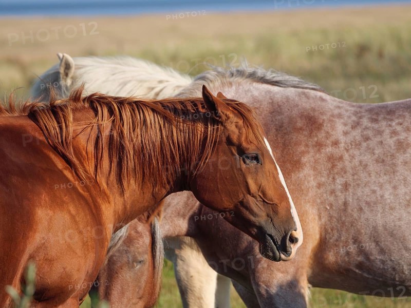 Brown horse with lowered head, standing next to a beige horse in a meadow in summer, horses on salt meadow by the sea with blue sky, equidae, Juist, Germany, Europe