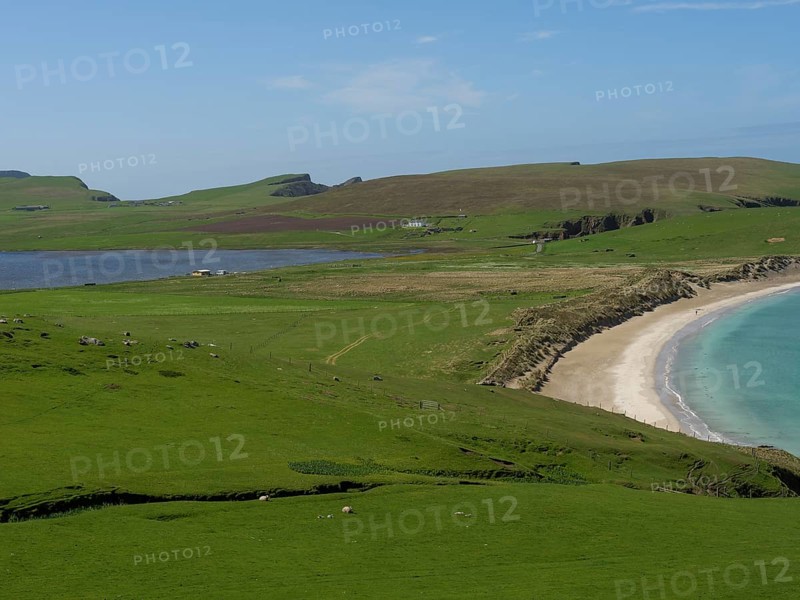 The natural backdrop shows a sandy coastline surrounded by green meadows and hills, complemented by calm blue waters and a cloudless sky, golden beach with green meadows on a deep blue sea with blue sky, lerwick, shetland, Scotland, United Kingdom, Europe