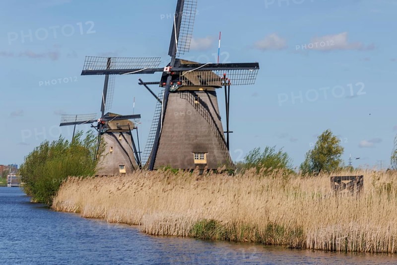 Two windmills on a river bank with reeds and blue sky, many historic windmills on a river in the middle of fields, Kinderdijk, Netherlands
