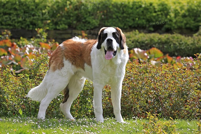 St Bernard, St Bernard dog