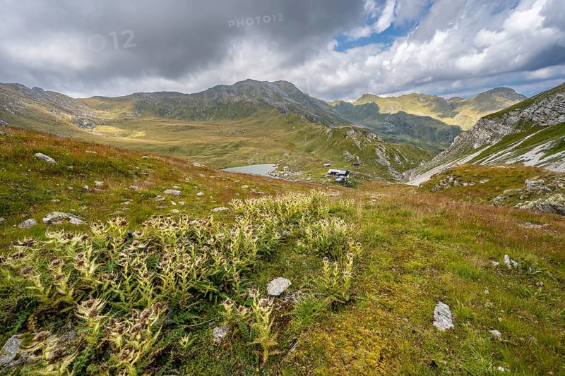 Flowering thistles on a mountain meadow, view to the mountain hut Obstanserseehuette at the mountain lake Obstansersee, Carnic Main Ridge, Carnic High Trail, Carnic Alps, Carinthia, Austria, Europe