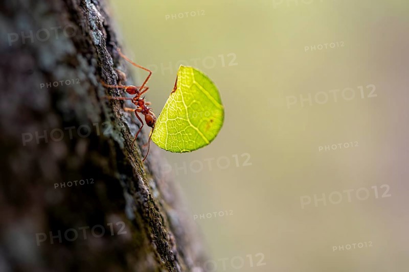 Leaf-cutter ant (Atta cephalotes) carrying a piece of leaf, rainforest, Tortuguero National Park, Costa Rica, Central America
