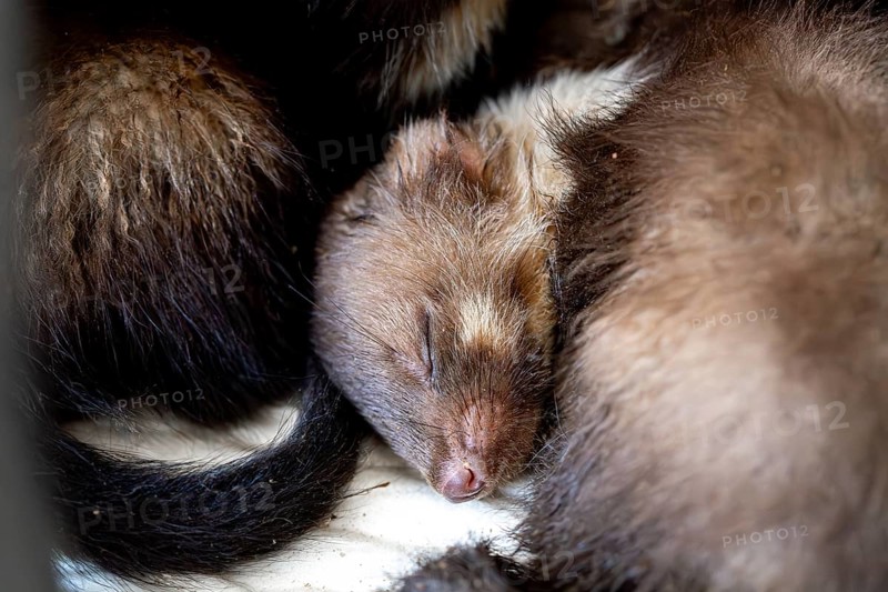 Beech marten (Martes foina), practical animal welfare, two young animals sleeping in a wildlife rescue centre, North Rhine-Westphalia, Germany, Europe
