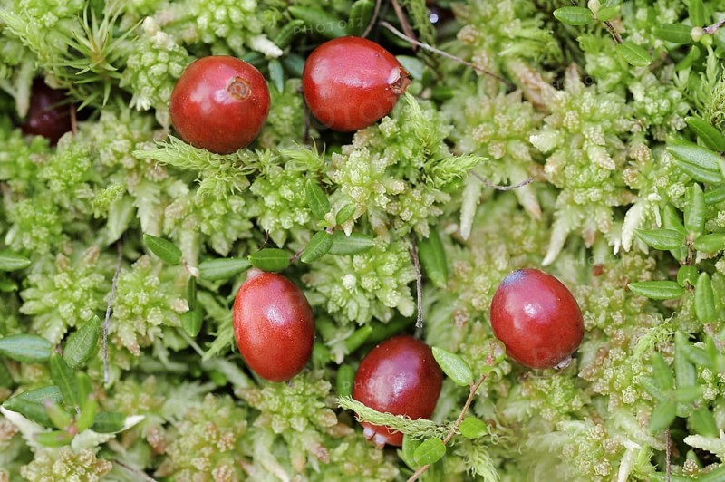 Small cranberry (Vaccinium oxycoccos, Oxycoccus palustris), berries, North Rhine-Westphalia, Germany, Europe