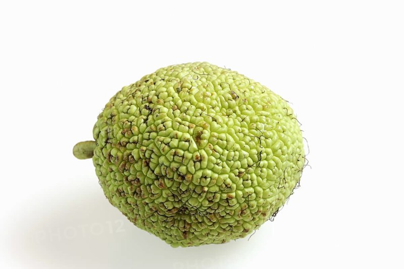 Hedge apple (Maclura pomifera), fruit on white background
