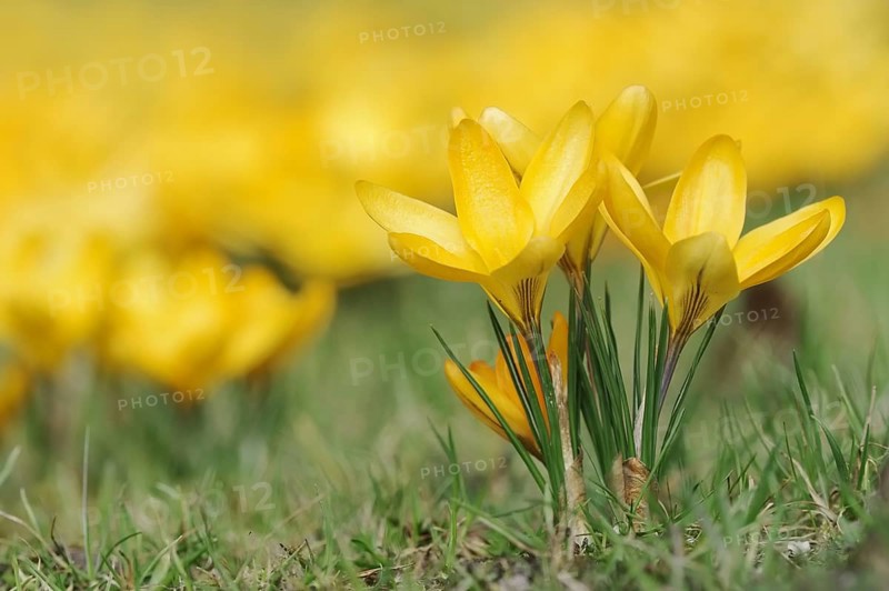 Golden crocus or dutch yellow crocus (Crocus flavus), North Rhine-Westphalia, Germany, Europe
