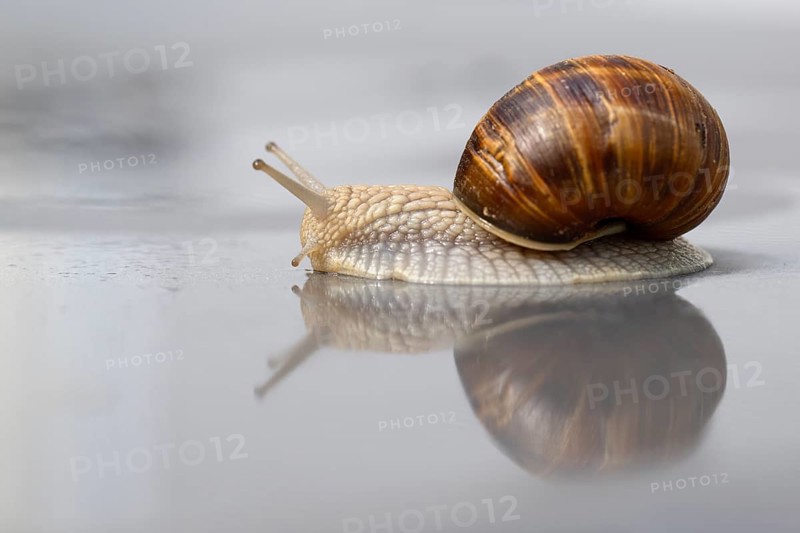 Vineyard snail (Helix pomatia) Reflection, water, crawling, Stuttgart, Baden-Wuerttemberg, Germany, Europe