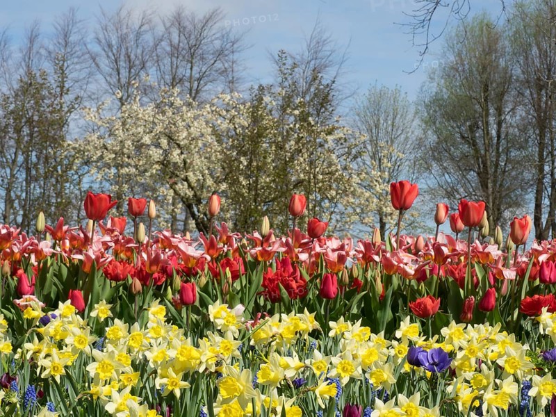 A colourful flower field with yellow and red tulips under a clear blue sky, trees in the background, blooming tulips in many colours, Urk, Netherlands