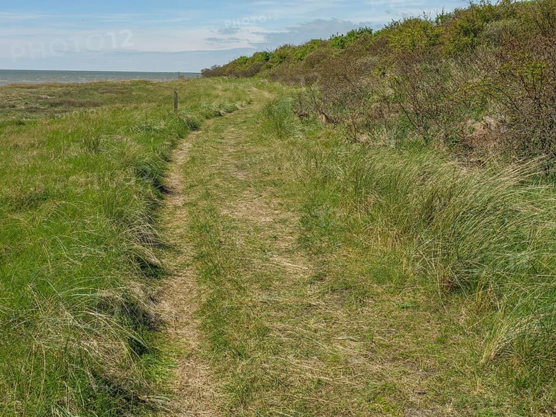 A narrow path leads through a green meadow with a view of the sea under a clear sky, dune and footpaths on the Wadden Sea, clouds in the sky, nes, ameland, the netherlands
