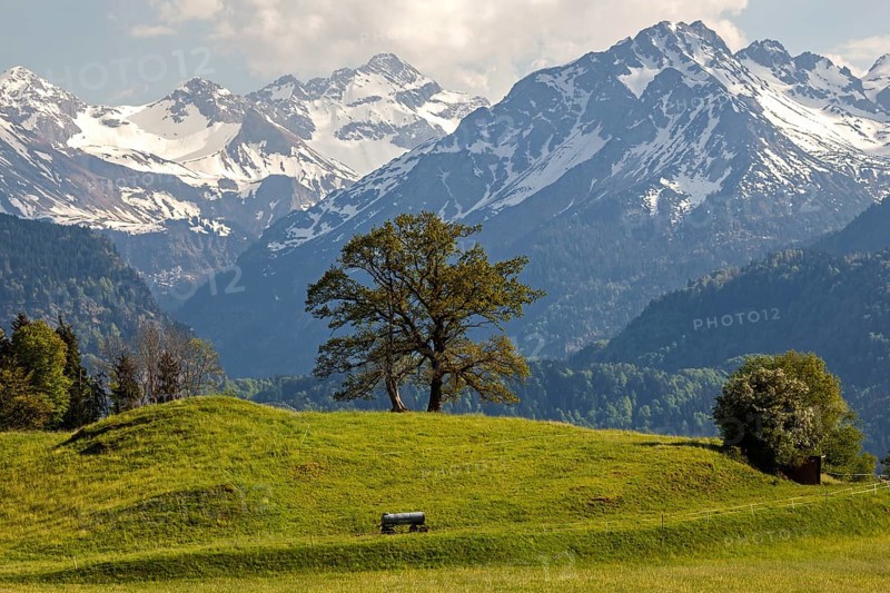 Group of trees in spring, snow-covered mountains of the Allgaeu Alps in the background, near Schoellang, Oberallgaeu, Allgaeu, Bavaria, Germany, Europe