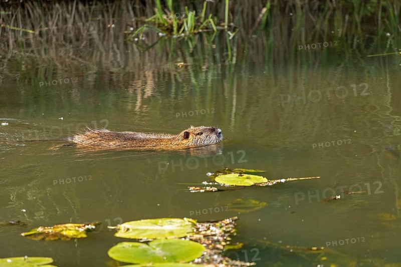 Nutria (Myocastor coypus) swimming, pond, Boizenburg, Mecklenburg-Vorpommern, Germany, Europe